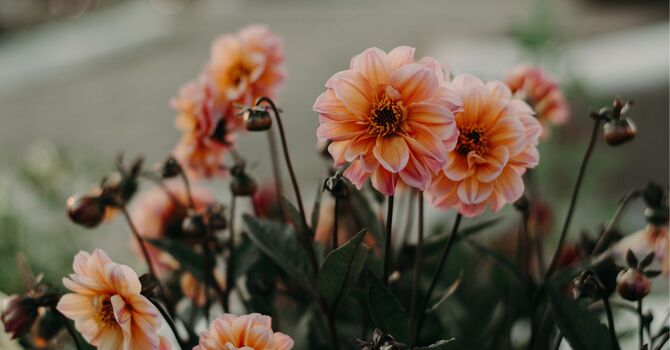 BScN, RN | Pediatric Sleep & Development | Mom