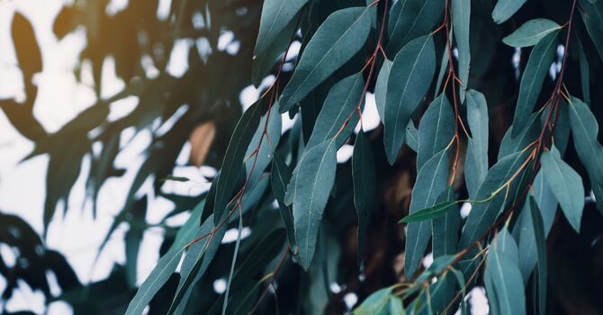 BScN, RN | Pediatric Sleep & Development | Mom